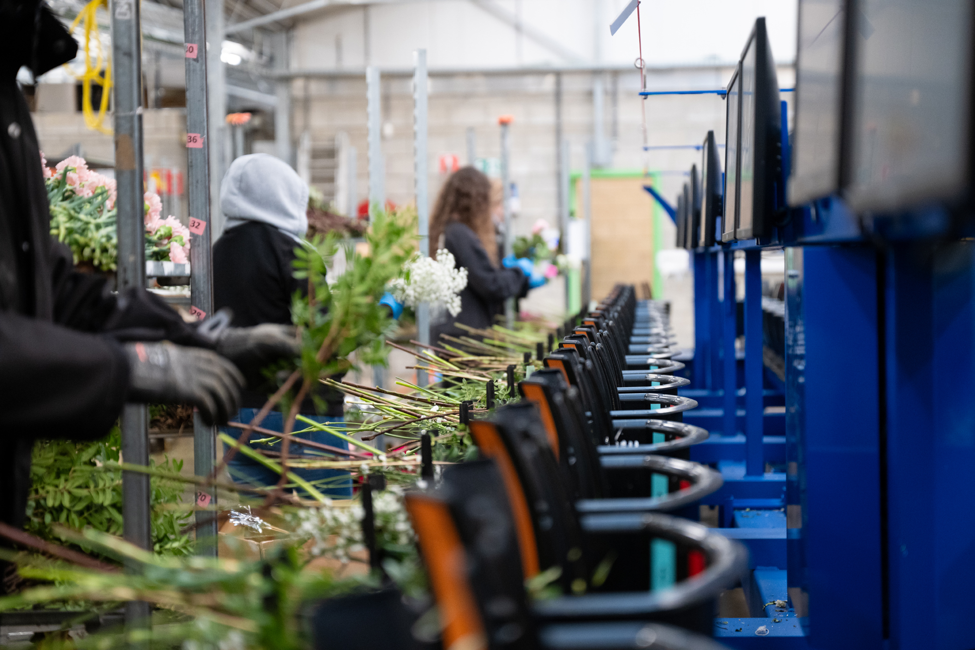 Europlantes, spécialiste du retail rentabilité, fraicheur et qualité