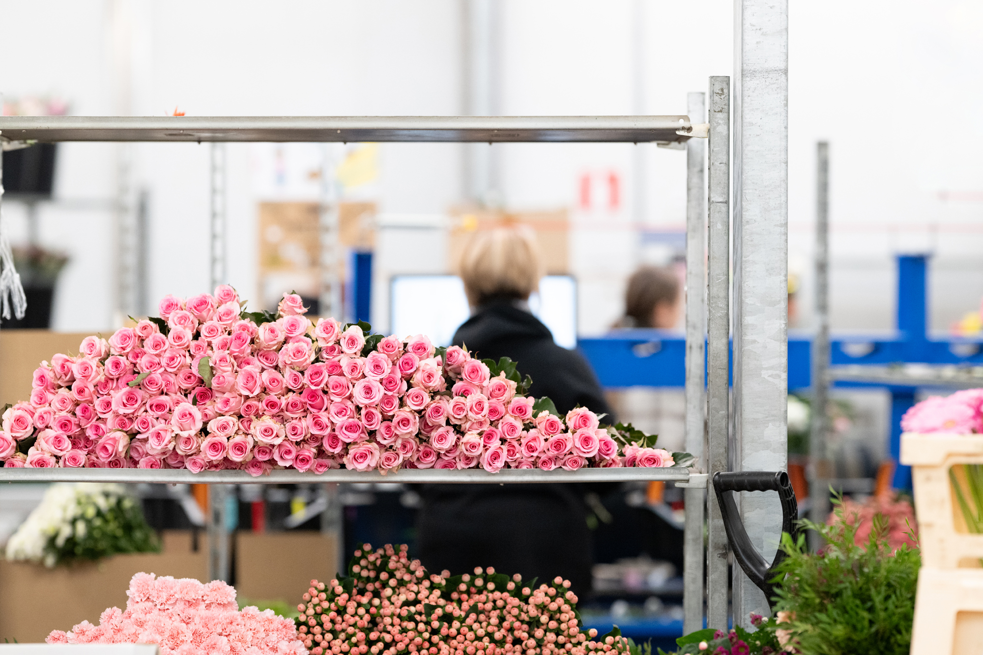 Assortiment de fleurs coupées