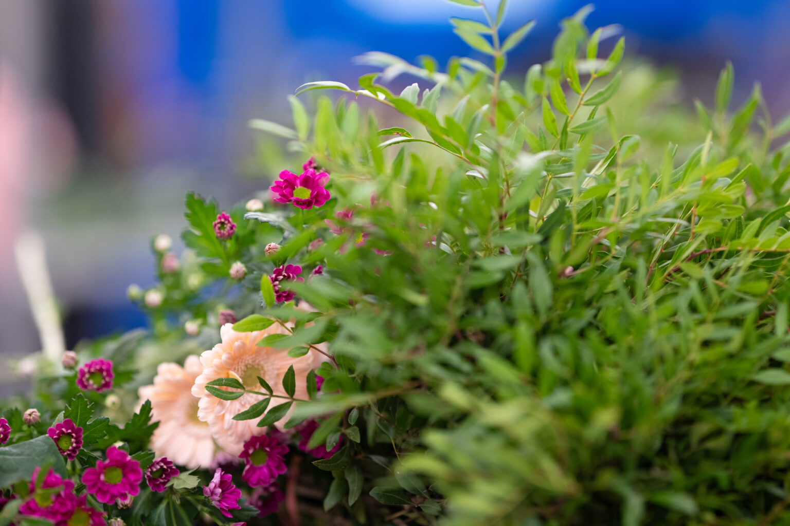 Assortiment de fleurs coupées chez Europlantes