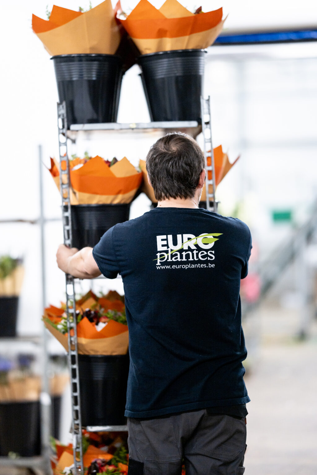 Livraison, fournisseur de fleurs et de plantes